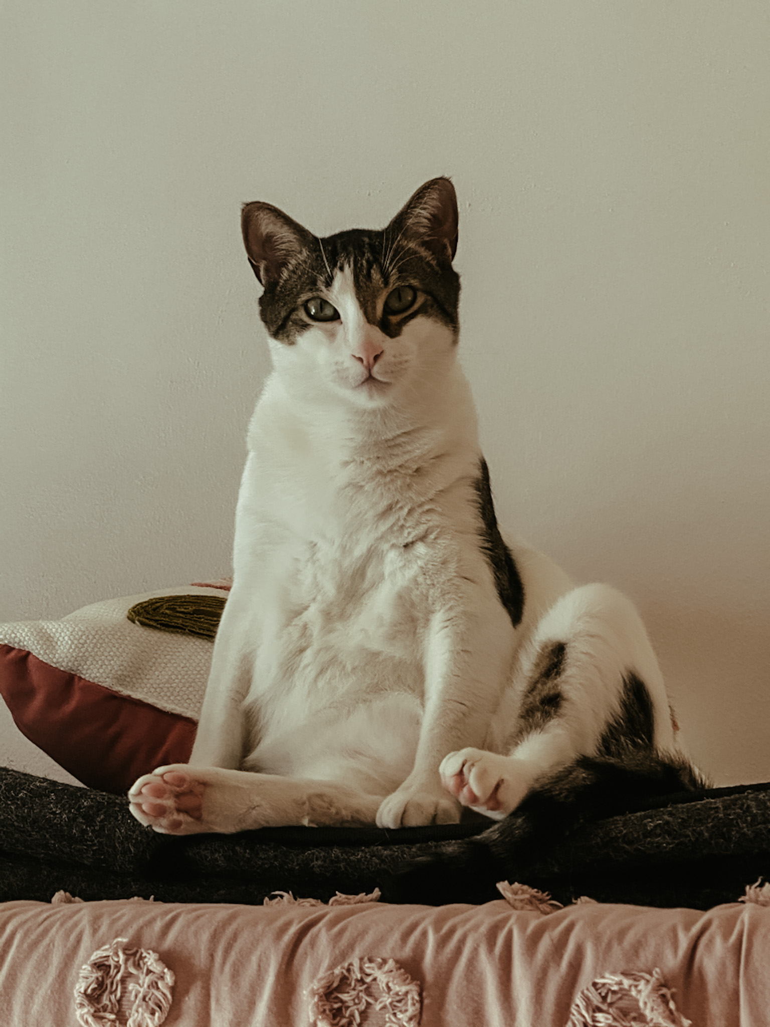 Neville the cat